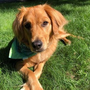 Meet your Posher, Lenore